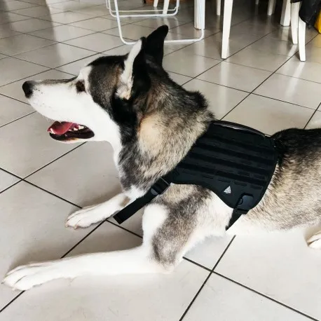harnais-pour-chien-diesel-noir-dimatex